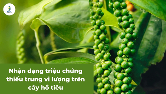 Nhận dạng triệu chứng thiếu trung vi lượng trên cây hồ tiêu